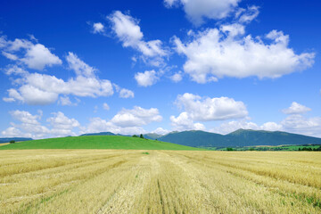Obraz premium Landscape, view of fields after harvest