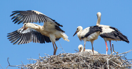 Young Stork