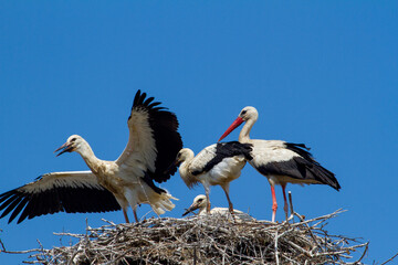 Young storks in the nest