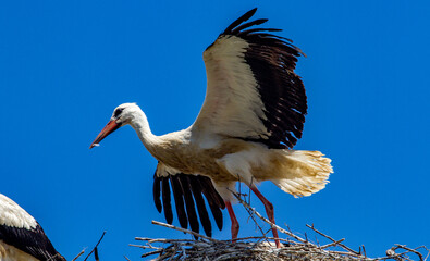 Young storks