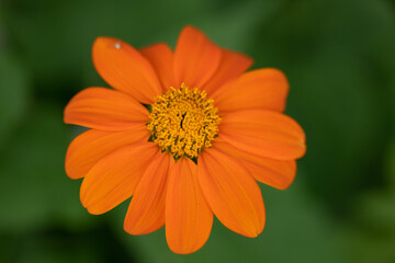 Tree marigold Mexican sunflower with pollen on the leaves