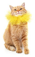 Red cat in a yellow collar.