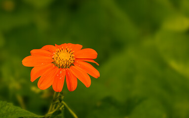 Tree marigold Mexican sunflower with pollen on the leaves