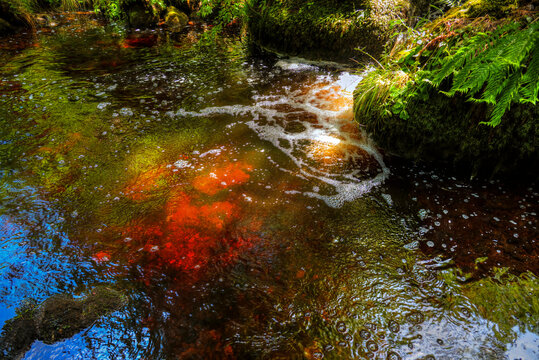 red water stream in a forest