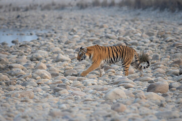 Fototapeta na wymiar Tiger from India National Park