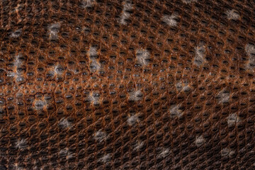 Full frame macro young Savannah Monitor aka Varanus exanthematicus lizard. Top view of back.