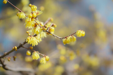 蝋梅の花