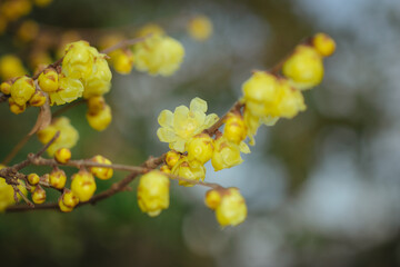 蝋梅の花