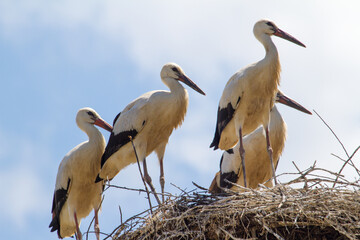 Young storks
