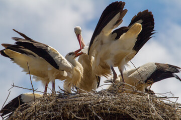 Young storks