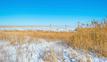 Ice skating on a white frozen lake in wetland under a blue bright in winter, Almere, Flevoland, The Netherlands, February 13, 2020