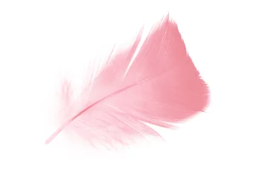 Foto op Canvas coral pink feather on white background © nadtytok28