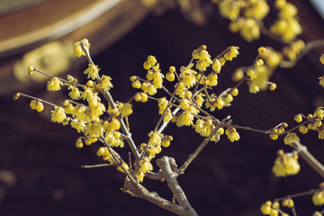 滋賀県近江八幡市の沙沙貴神社の本殿の屋根と満開に咲く蝋梅