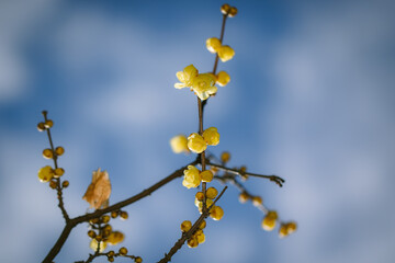蝋梅と青空