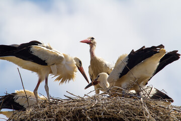 Stork cubs feeding