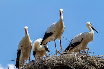 Storks in the nest