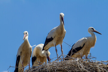 Stork cubs in the nest
