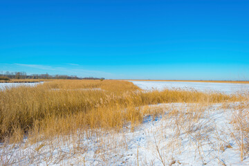 Snowy edge of a white frozen lake in wetland under a blue bright sky in winter, Almere, Flevoland, The Netherlands, February 13, 2020