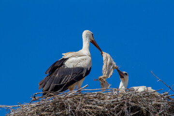Stork in the nest