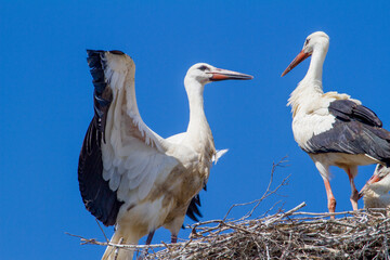 Stork in Romania