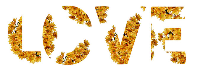 set of wheat gerber flower yellow isolated and clipping path
