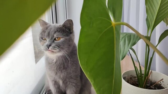 Scottish cat sits by the window licks its lips and looks up slow motion video