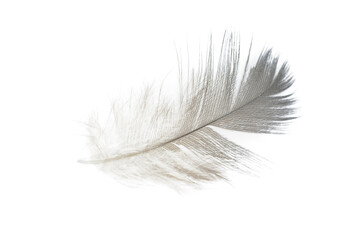 Beautiful eagle feather isolated on white background