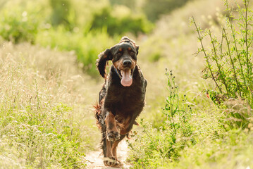 Gordon setter dog running on nature