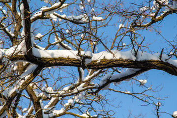Trees in the snow