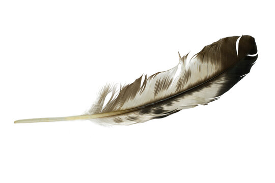 Beautiful  Eagle Feather Isolated On White Background
