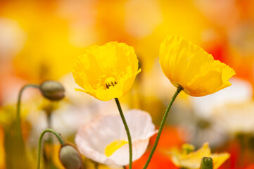 Obraz premium 賑やかに