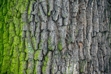 texture of old oak bark closeup