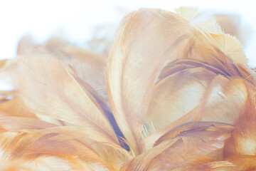 Fototapeta na wymiar Beautiful brown feather texture pattern background