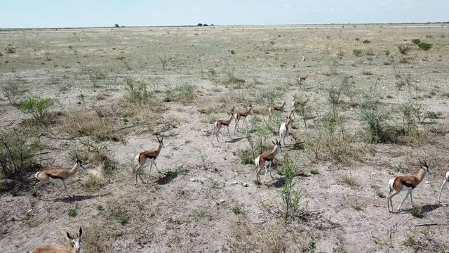 Animals in Etosha national park in Namibia