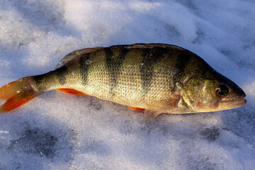 perch caught on winter fishing close up