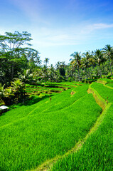 Fototapeta na wymiar The view of the rice fields in Bali in Indonesia