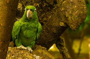 close-up of green parrot at the edge of guayas river. Guayaquil, Ecuador - 413764451