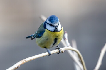 blue tit on a branch