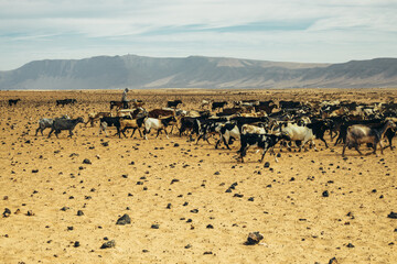 Fototapeta na wymiar Ganado de cabras con pastor caminando por el desierto árido de la isla de Lanzarote