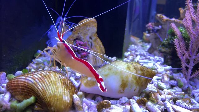 Weissband Putzergarnele, Lysmata amboinensis im Meerwasseraquarium 