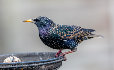starling feeding