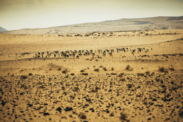 Ganado de cabras caminando por el desierto árido de la isla de Lanzarote
