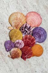Bright shells of different colors on ceramic tiles.