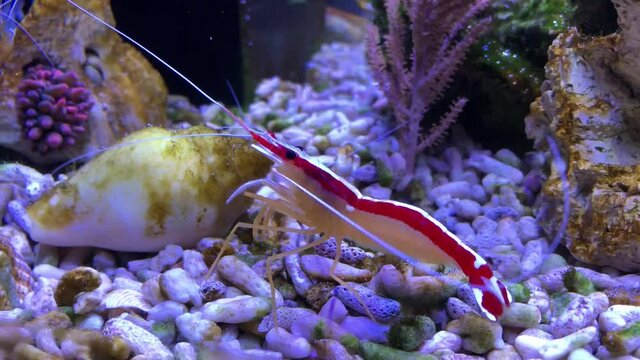 Putzerfisch Bilder Durchsuchen 2,869 Archivfotos, und