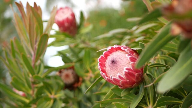 Protea pink flower in garden, California USA. Sugarbush repens springtime bloom, romantic botanical atmosphere, delicate exotic blossom. Coral salmon spring color. Flora of South Africa. Soft blur.