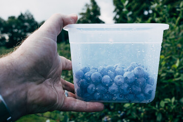 hand holding bluebberies in plastic container in front of blueberry trees