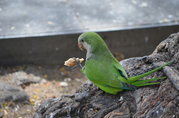 Perroquet youyou, Poicephalus senegalus, Youyou du Sénégal
