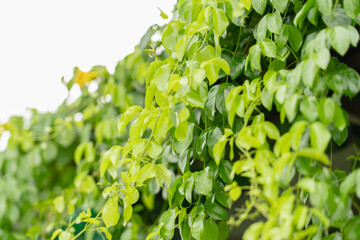 Closeup green leaf on blur background