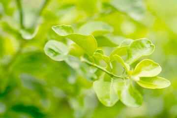 Closeup green leaf on blur background