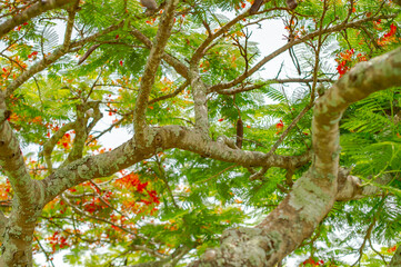 Tree with red flowers and sun 